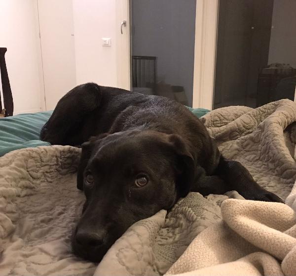 Cindy, Meravigliosa Cucciolotta Di 6 Mesi, Futura Taglia Media